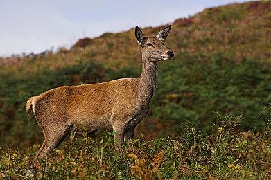 《虚实万象》对比视频：PC版画面好 PS5版更稳定