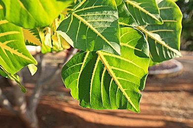 《星鸣特攻》粉丝对《漫威争锋》不满 称其不好玩